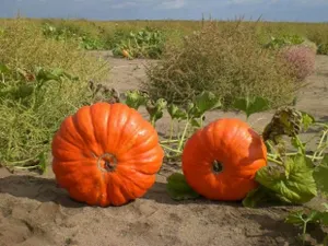 Павлодарский бахчевод по совету Назарбаева первым наладил переработку тыквенных семян