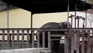 Под песню A-Dessa танцует алматинский слон (ВИДЕО)