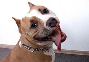 В Башкирии мужчина восемь лет насиловал собственного пса