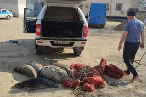 Сети с мертвыми тюленями обнаружили в Каспии