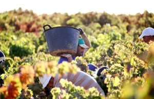 Урожай на десятки миллионов фунтов остается гнить на полях Великобритании