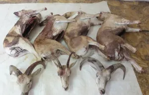 В Мангистау осуждены браконьеры за охоту на архаров