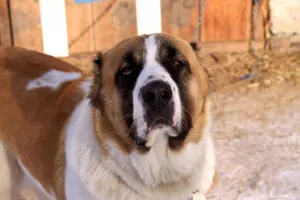 В оренбургском селе два алабая и доберман загрызли хозяина