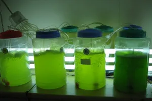 Биотопливо – один из кандидатов на роль технологии будущего
