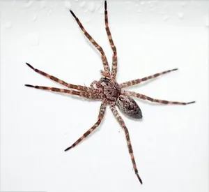 Крошечный паук стал причиной головных болей