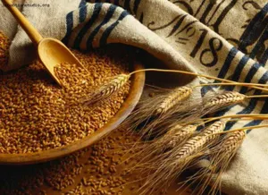 Казахстан собрал 20 млн тонн зерновых