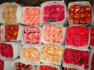 Партию зараженных голландских роз выявили в аэропорту Астаны