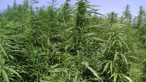 Поле дикорастущей конопли уничтожили пограничники в Северном Казахстане