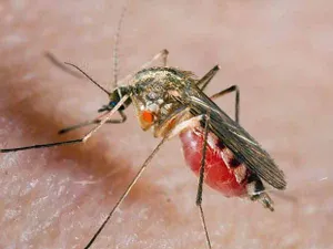 В Сингапуре растет число заболевших вирусом Зика