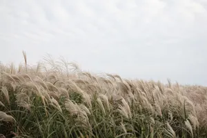 Ветер и пыльные бури ожидаются на западе Казахстана