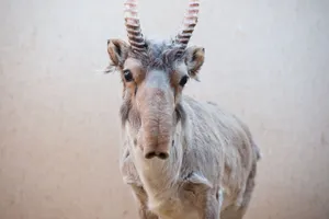 72 туши сайгаков: облаву на браконьеров объявили в Карагандинской области