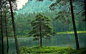 Бизнесменов Казахстана обяжут восстанавливать леса