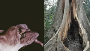 Эпидемиологи нашли возможный источник вспышки Эболы