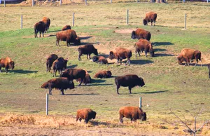 Ақмола облысында инвестордың жер учаскесін ресми бұзушылықтар үшін тартып алу жоспарланды