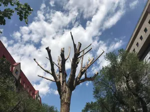 Более 50 млн тенге заплатил Алматы за деревья на ПанфиловаЭксклюзив