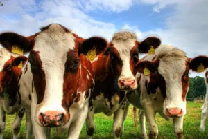 Кражу скота элитных пород раскрыли в Акмолинской области