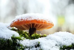 Заморозки ожидаются на востоке Казахстана