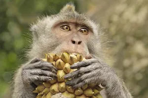 Фрукты сделали из обезьяны человека