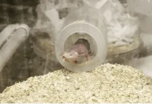 Африканские голые землекопы помогут в борьбе со старением – ученые