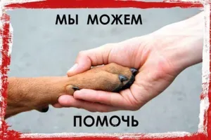 Пожертвования на лечение бродячих животных украли в Павлодаре