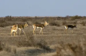 Қызыл кітапқа енген жануарлар Жетісу облысында саналды
