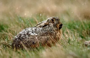 Кролики помогли британским археологам найти артефакты