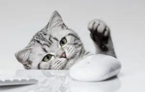 Японцам платят премии за кошек в офисах