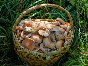 Налог на сбор ягод, грибов и лекарственных трав введут в Казахстане