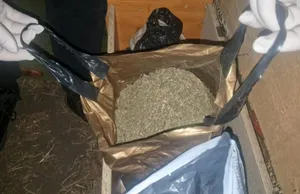 ШҚО-да аса ірі көлемде марихуана тәркіленді