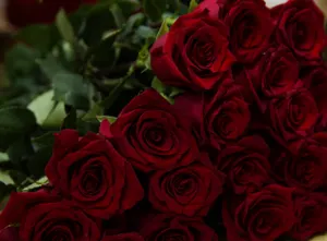 50 тысяч алых роз к 8 марта