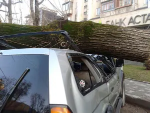 В Алматы дерево упало на автомобиль