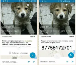 В Павлодаре мошенники наживаются на бездомных животных