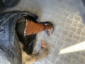 Ақмола облысында сирек кездесетін құстардың ұшасымен жүргізуші ұсталды