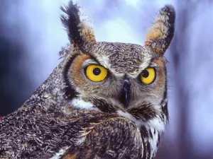 8 апреля в Алматы отметят международный день птиц