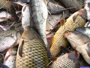 Предотвращена контрабанда крупной партии рыбы частиковых пород