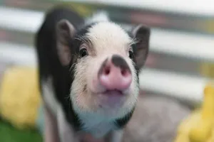 Вакансия обнимателя поросят открыта в США