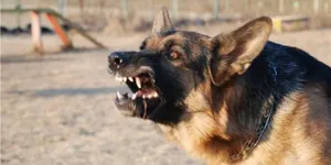 Собака загрызла мужчину в Костанайской области