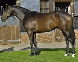 Казахстанец украл и забил лошадь редкой породы