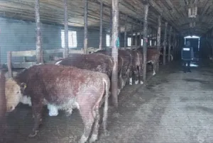 Подпольные цехи по забою ворованного скота выявлены в Семее и Шымкенте