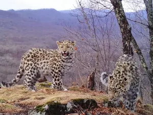 Редчайших диких кошек планеты засняла фотоловушка