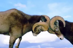 Кому выгоден трайбализм в Казахстане