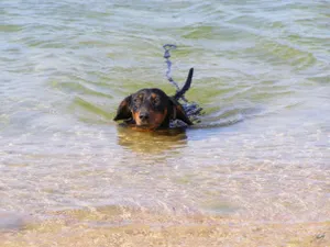 В России туристы потеряли собаку с драгоценностями на миллион рублей