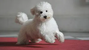 Берлускони повредил ногу, наступив на любимого пуделя