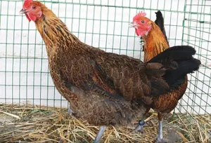 Курица оказалась ближайшим «родственником» динозавров