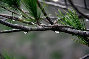 Пыльная буря, туман и град ожидаются в отдельных регионах Казахстана
