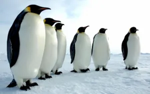 Новый вид гигантских древних пингвинов обнаружен в Новой Зеландии