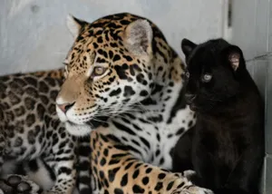 Ягуар родился в алматинском зоопарке