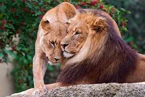 Ученые объяснили раннюю смерть самцов