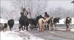 Неизвестные разделывают животных на месте кражи в Алматинской области