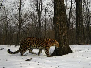 Леопард-загадка скрывается от камер в Приморском крае